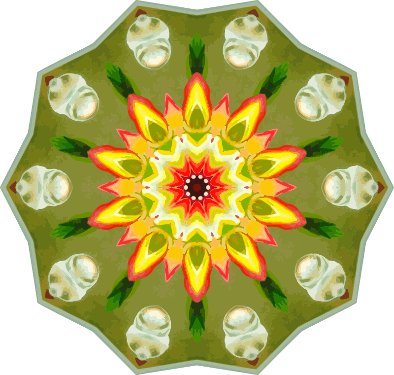 Orchidae 31