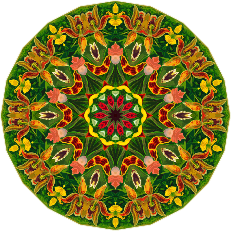 Orchidae 37