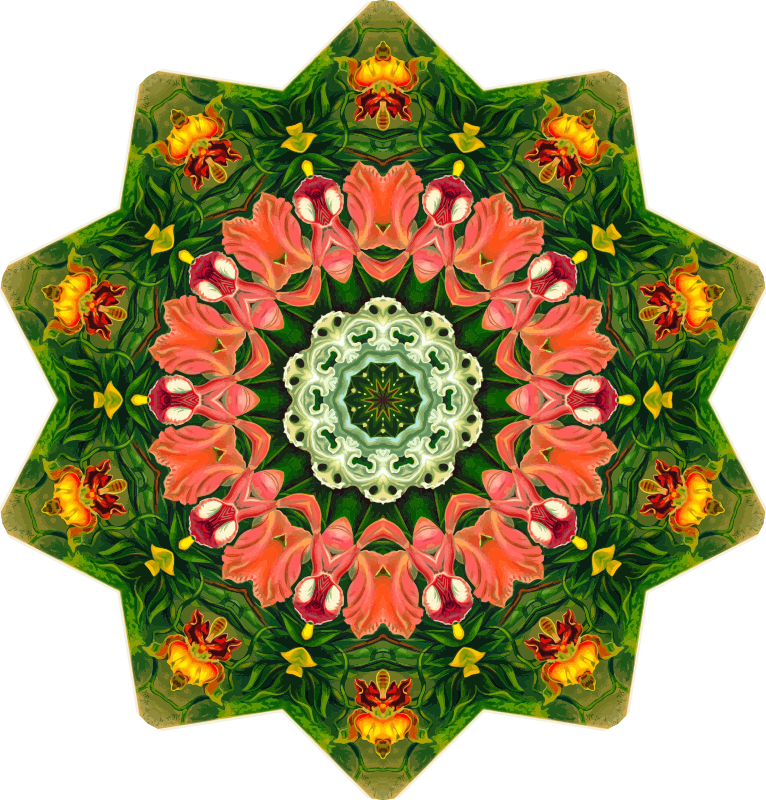 Orchidae 39