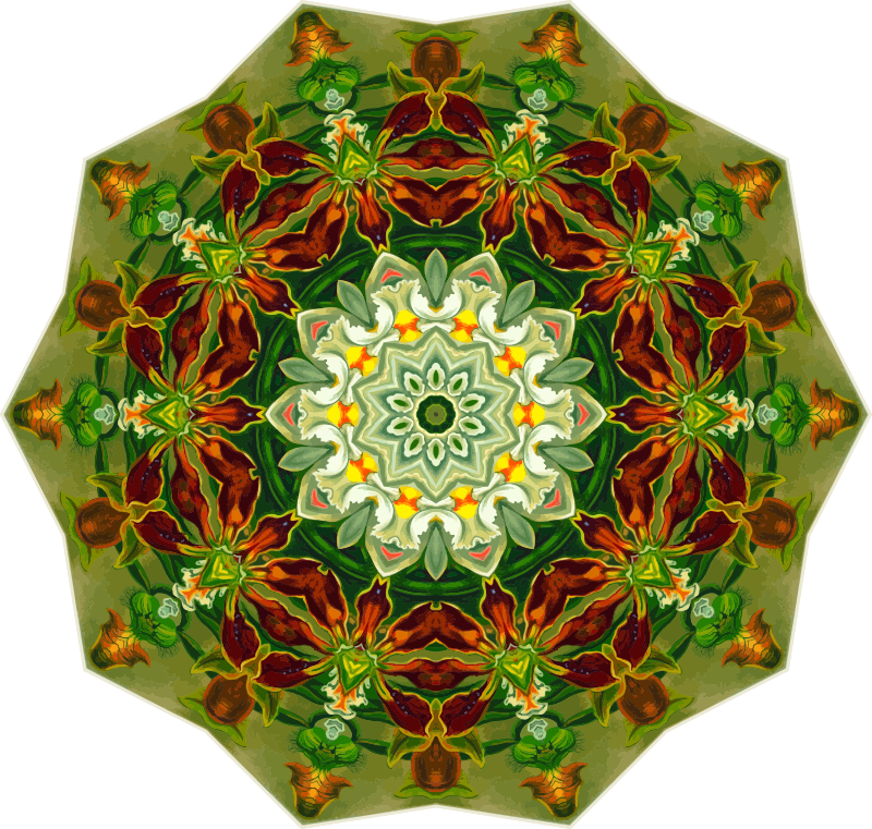 Orchidae 41
