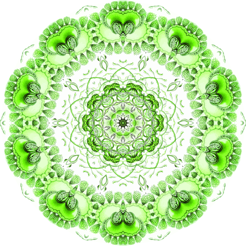 Siphonophorae 17
