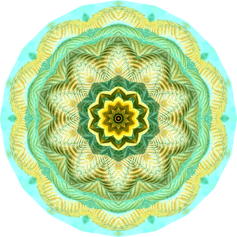 Filicinae 24