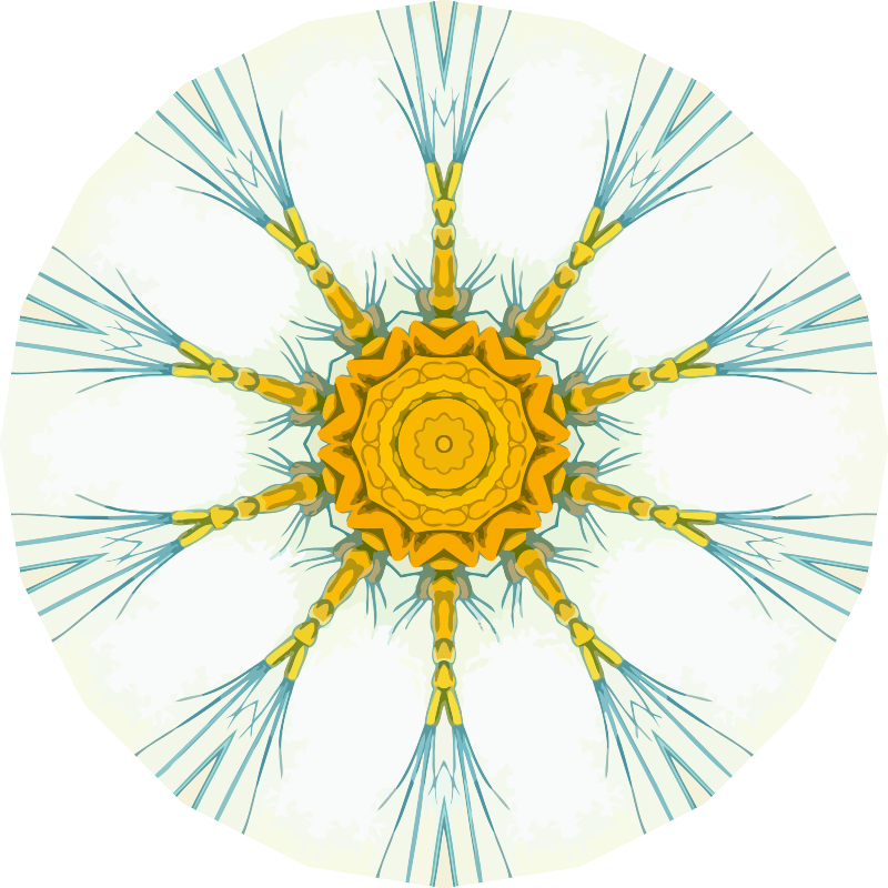Copepoda 18