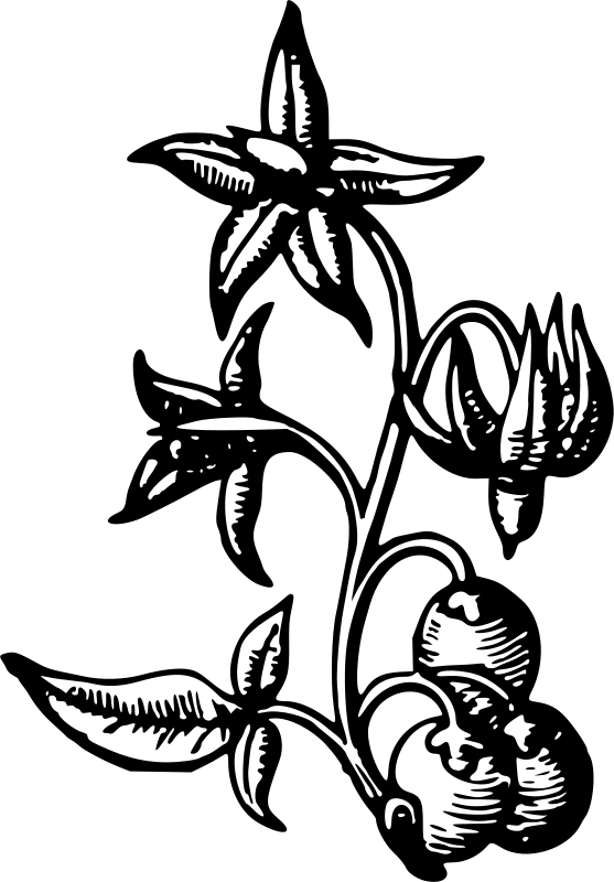Flower 40