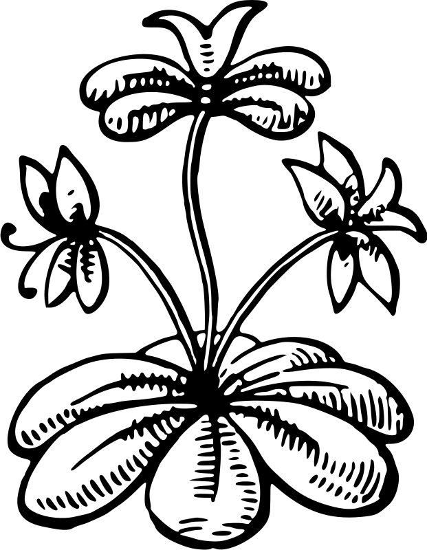 Flower 45