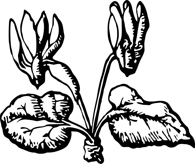 Flower 44
