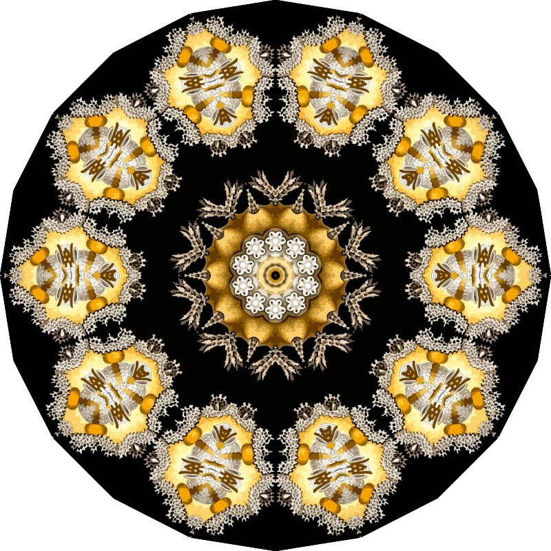 Echinidea 2