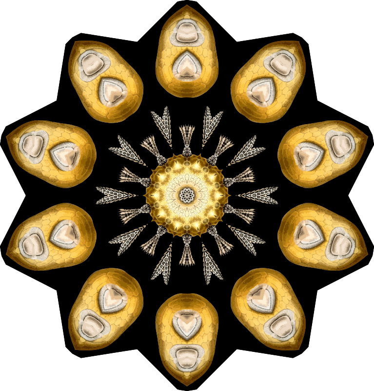 Echinidea 13