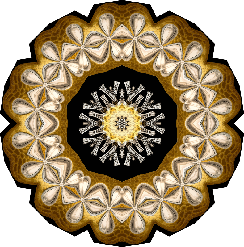 Echinidea 14