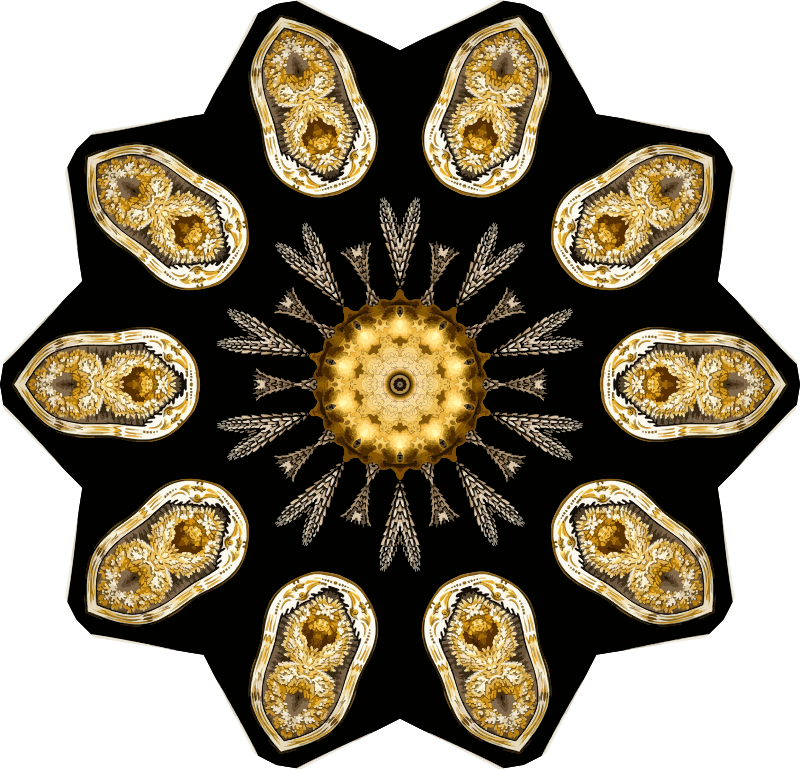 Echinidea 19