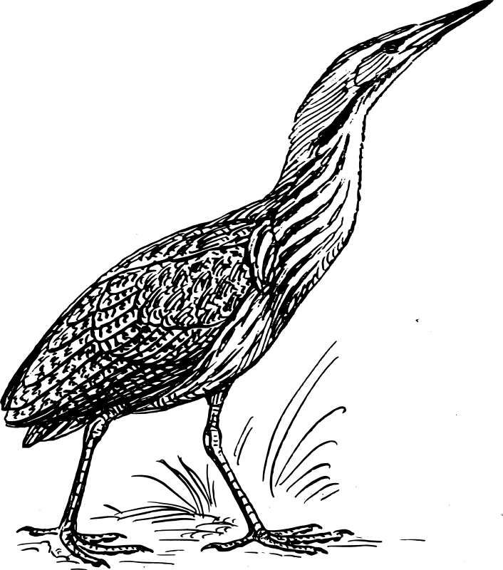 Bittern