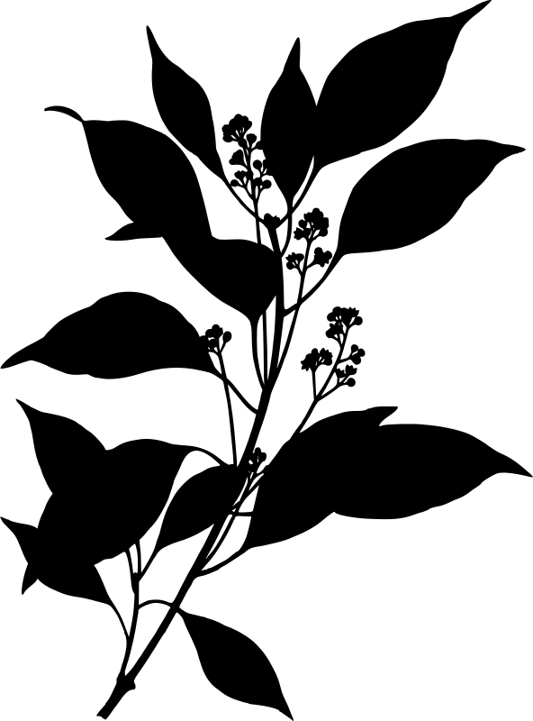 Camphor tree (silhouette)
