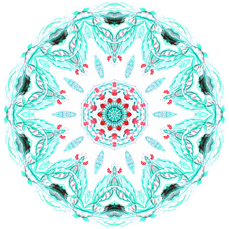 Siphonophorae 28