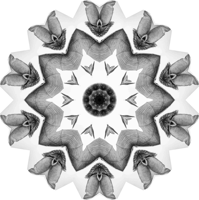 Chiroptera 4