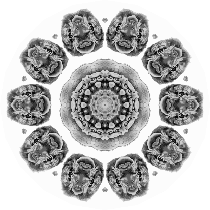 Chiroptera 12