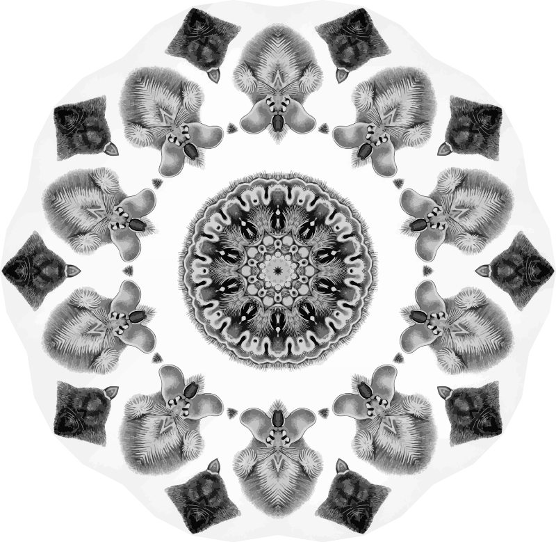 Chiroptera 15
