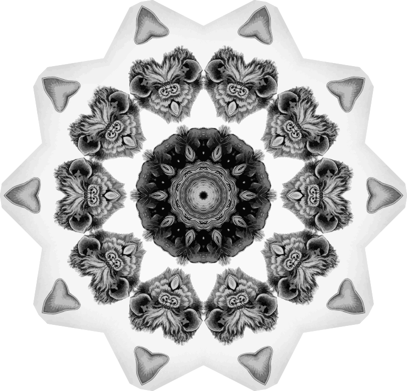 Chiroptera 19