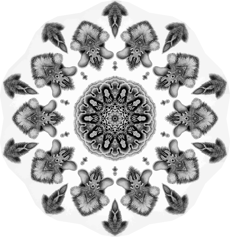 Chiroptera 17