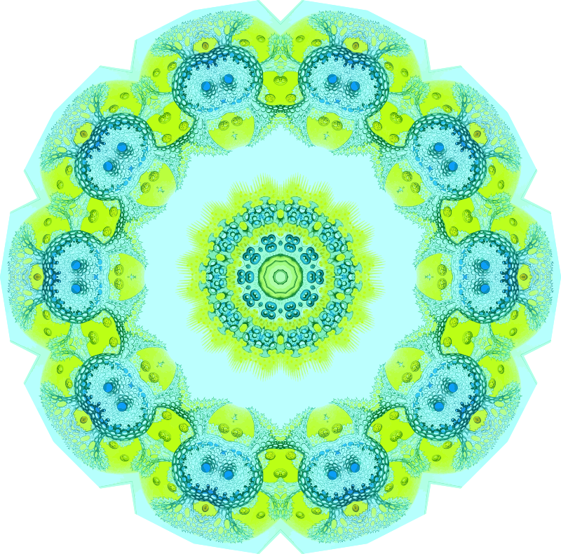 Polycyttaria 18
