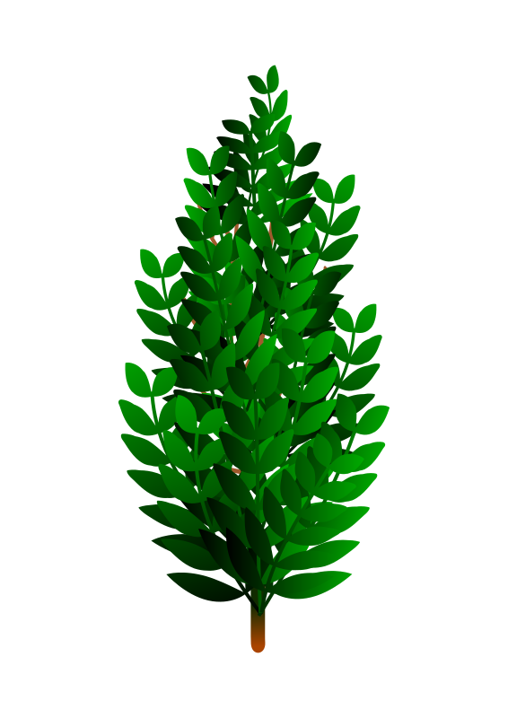 Bush