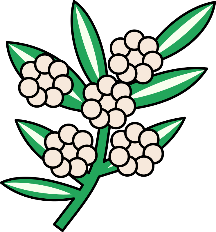 Calophyllum flowers