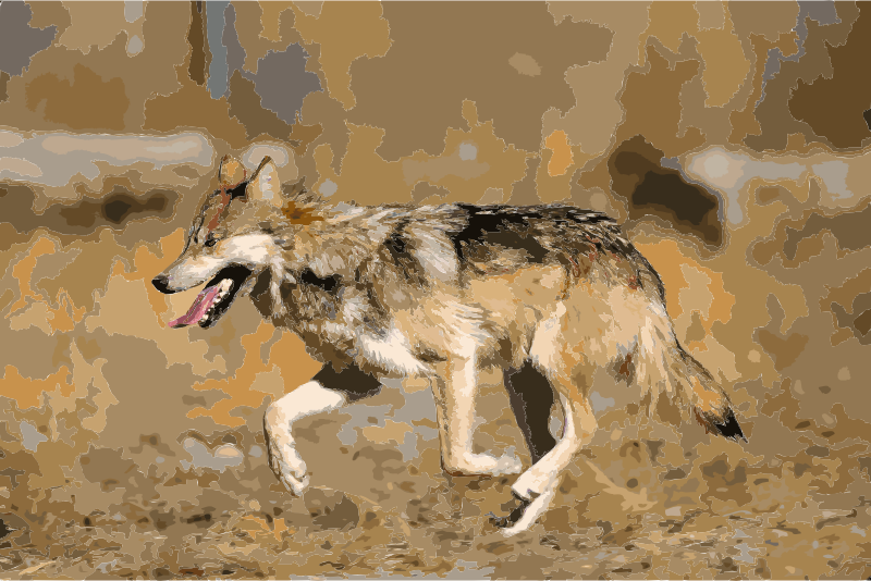 Mexican Wolf 2 yfb-edit 1