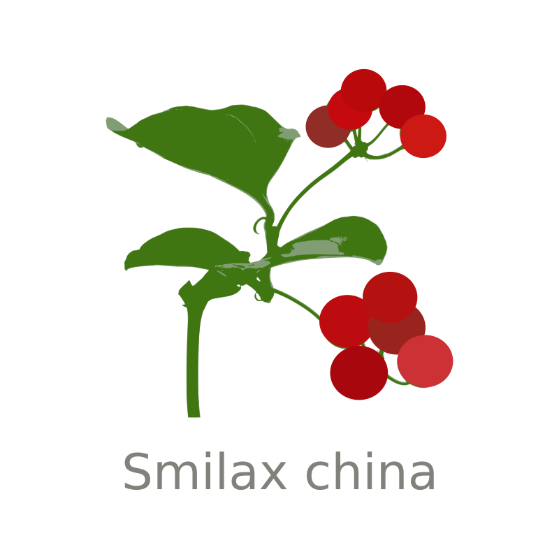 Smilax china