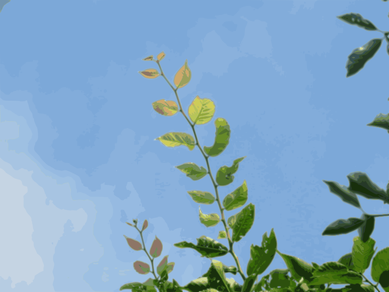growth in summer