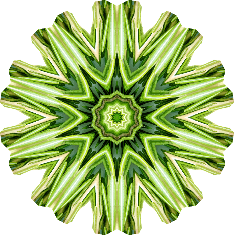Rosemary kaleidoscope 19