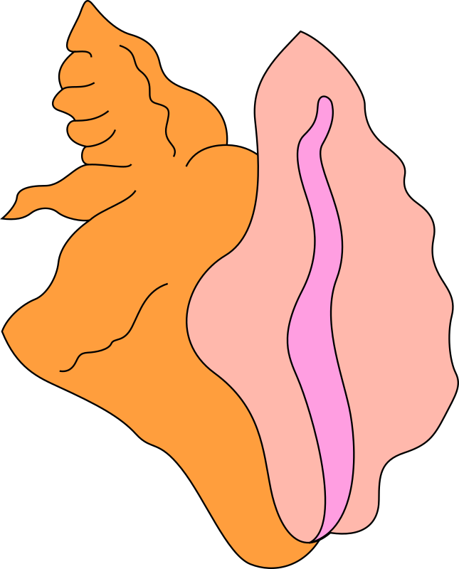 Conch