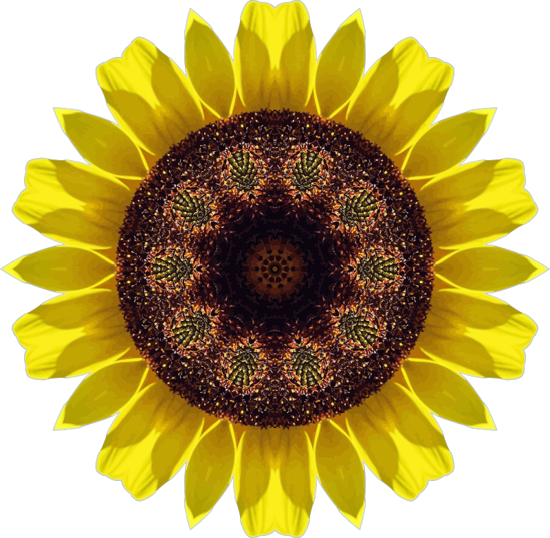 Sunflower kaleidoscope 4