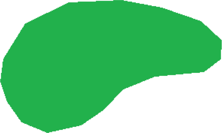Amoeba