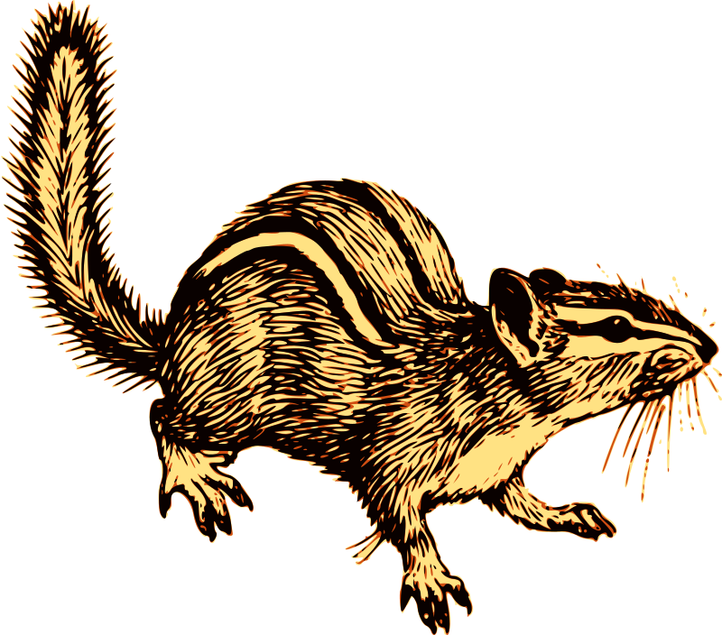 Chipmunk