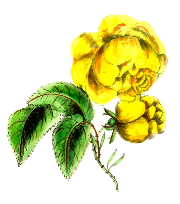 Safrano rose