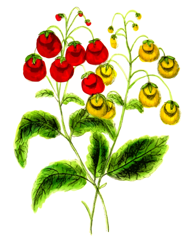 Calceolarias