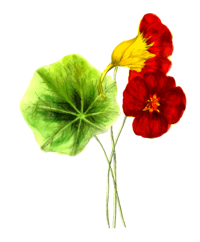 Nasturtiums