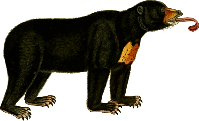 Bear 2 (isolated)
