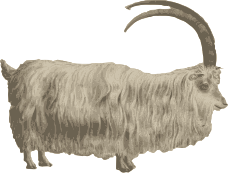 Gafr mynydd | Mountain goat