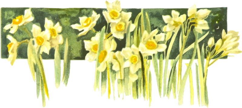 Narcissi