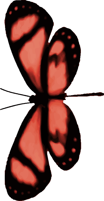 Butterfly 12