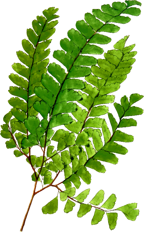 Adiantum Oatesii