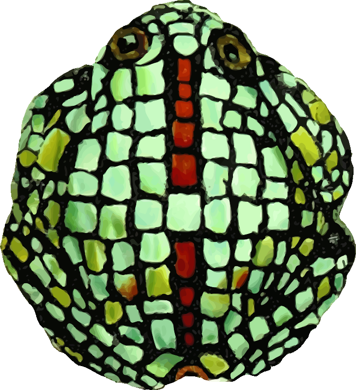 Frog 6