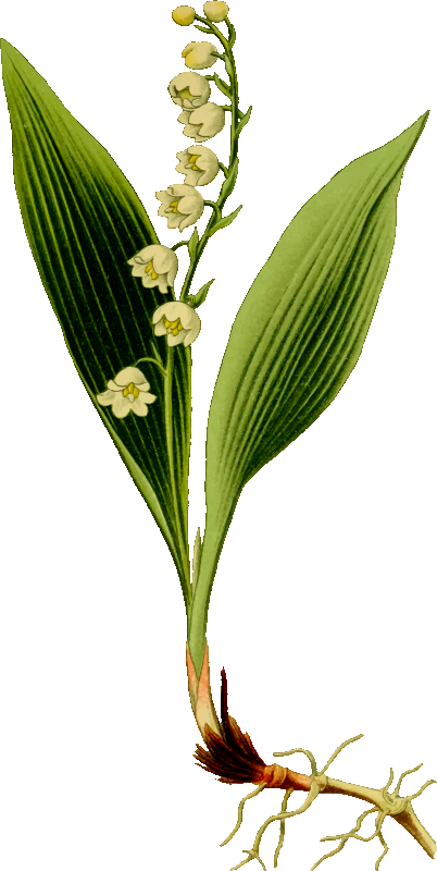 Lily of the valley