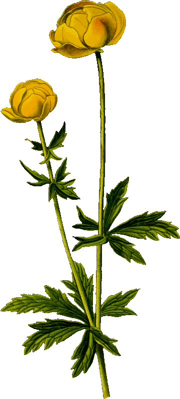 Globeflower