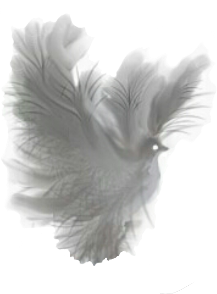 Dove Fantasy White Translucent