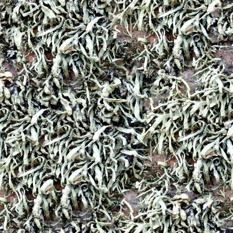 Ground vegetation