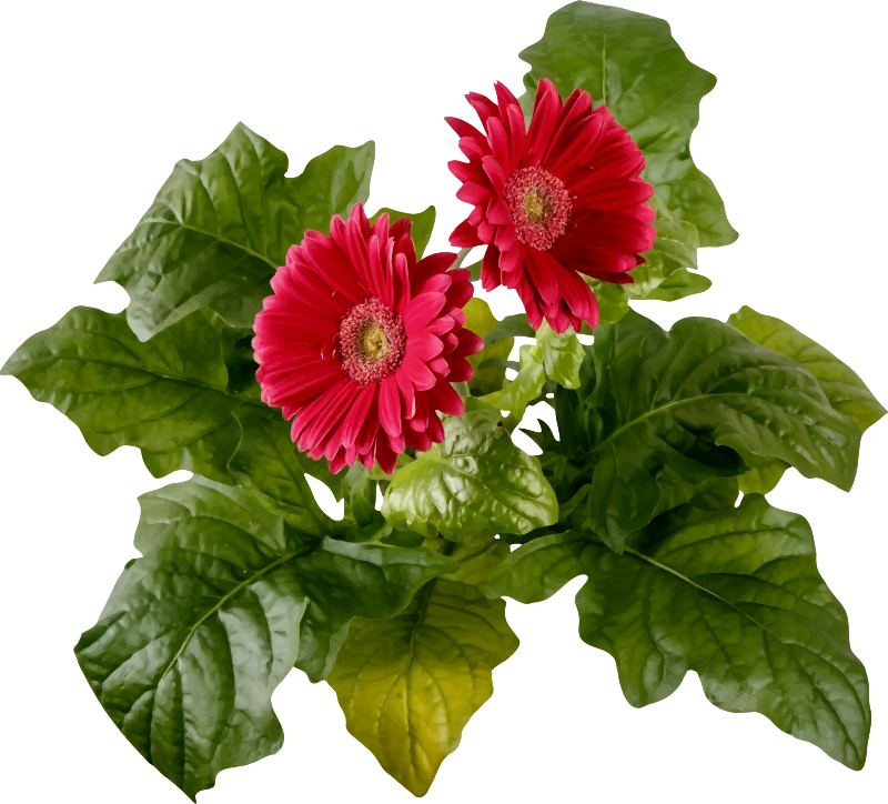 Flowers 13