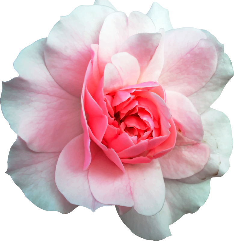 Rose 11