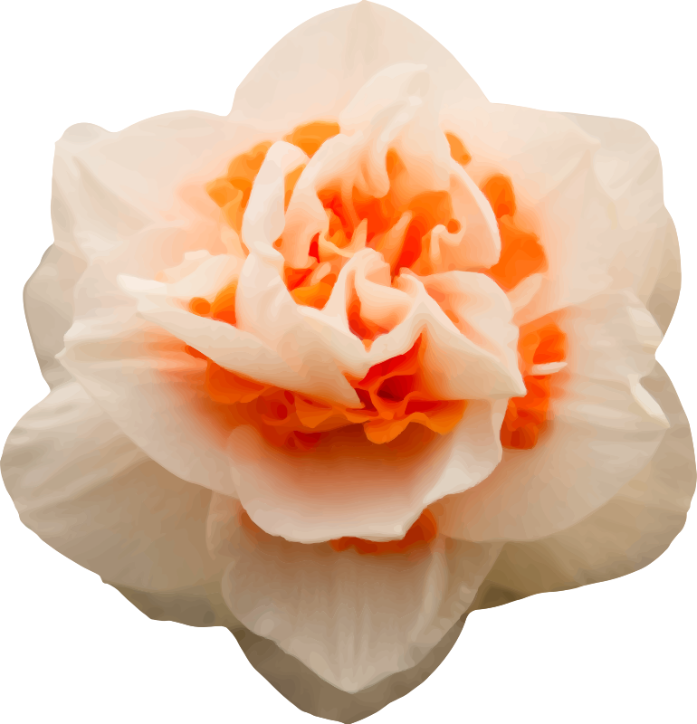 Rose 13