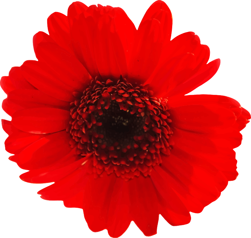 Flower 91